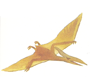 pterandon